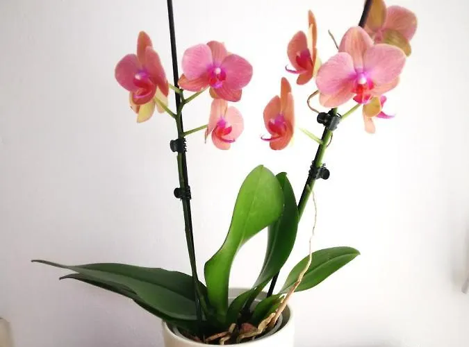 Ca' Pomposa Bed & Relax *